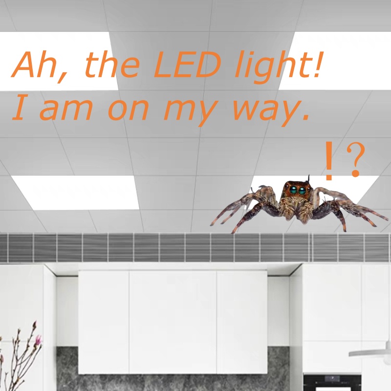 Do LED Lights Attract Spiders?  ​